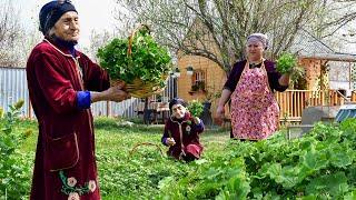 A Traditional Dish Made from Mallow! Grandma Collects Malva