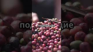 АНАТОМИЯ БЛЮДА: Виды кофе в зернах. Арабика