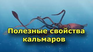 Полезные свойства кальмаров. Польза и вред морского жителя