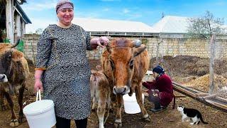 Grandma Milked the Cow - Super Delicious, Homemade Cheese in the Village! Rural Life