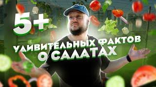 Пять+ УДИВИТЕЛЬНЫХ фактов о салатах!