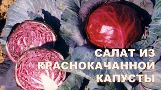 Салат из краснокочанной капусты. Самый простой рецепт за 3 минуты.