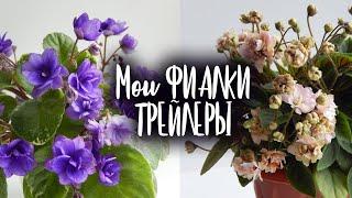 МОИ ФИАЛКИ ТРЕЙЛЕРЫ | Цветение фиалок с названиями сорта