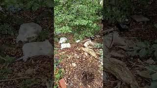 ????Не Европа, а большая *опа!???? #savenature????