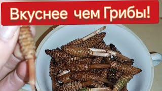 Готовим Пестики ХВОЩА Полевого Вкуснее Грибов! Бабушкины Рецепты. Пищевые Дикоросы Сбор