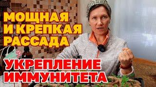 ДАЖЕ ЧАХЛАЯ РАССАДА ОКРЕПНЕТ ПОСЛЕ ТАКОЙ ОБРАБОТКИ СТИМУЛЯТОР РОСТА @Обо всем с Марусей