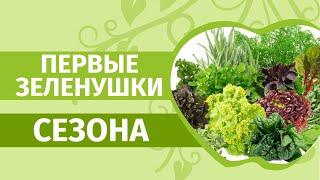 Первые посадки в грунт - зелень: укроп, шпинат, иссоп, кервель, пастернак