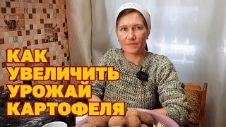 СДЕЛАЙ ТАК! МЕЛКОЙ КАРТОШКИ НЕ БУДЕТ ПОДГОТОВКА СЕМЕННОГО КАРТОФЕЛЯ КОЛЬЦЕВАНИЕ@Обо всем с Марусей